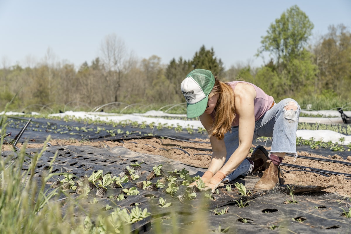 Une paysagiste plante des semis en pleine terre